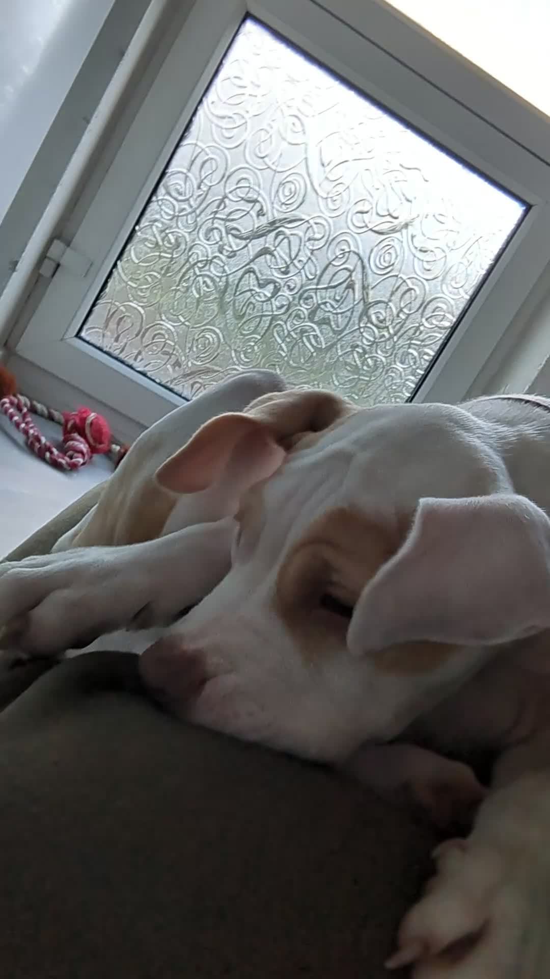 American Bulldog dogs for sale: Female American Bulldog x Staffy for Sale - Video 1