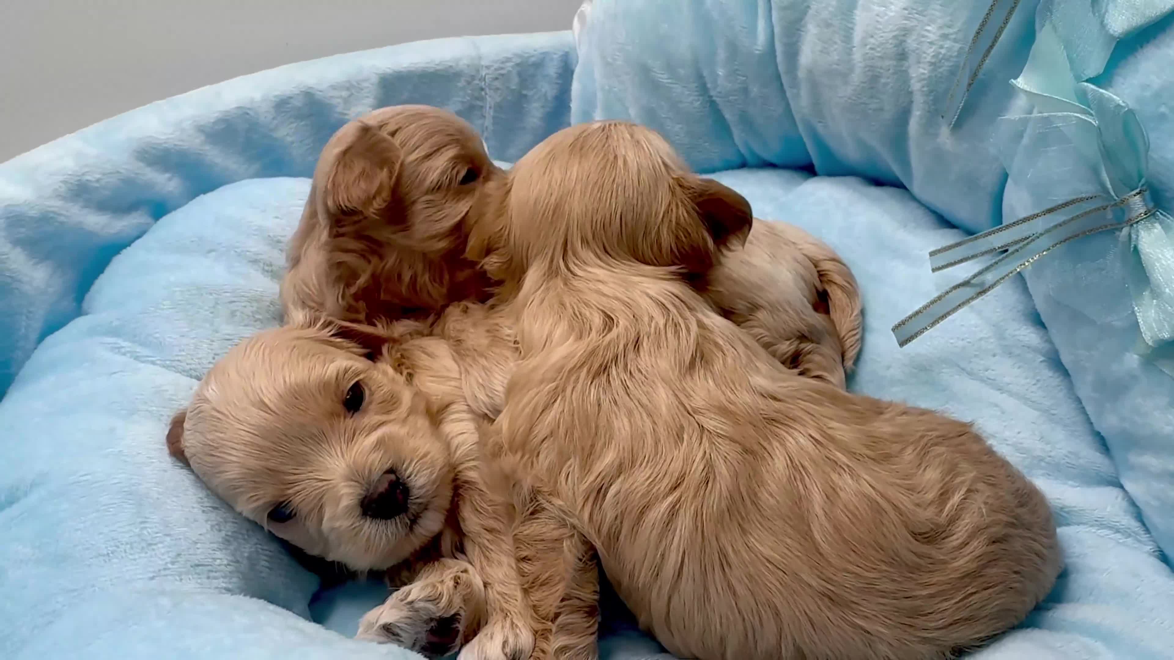 Maltipoo dogs for sale: F1 Asian Poodle x Korean Maltese. Maltipoo boys  - Video 1