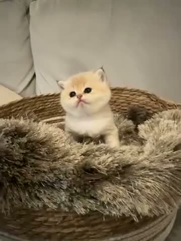 British Shorthair cats for sale:  British Golden Shorthair TikTok-sushikardi in London - Video 3