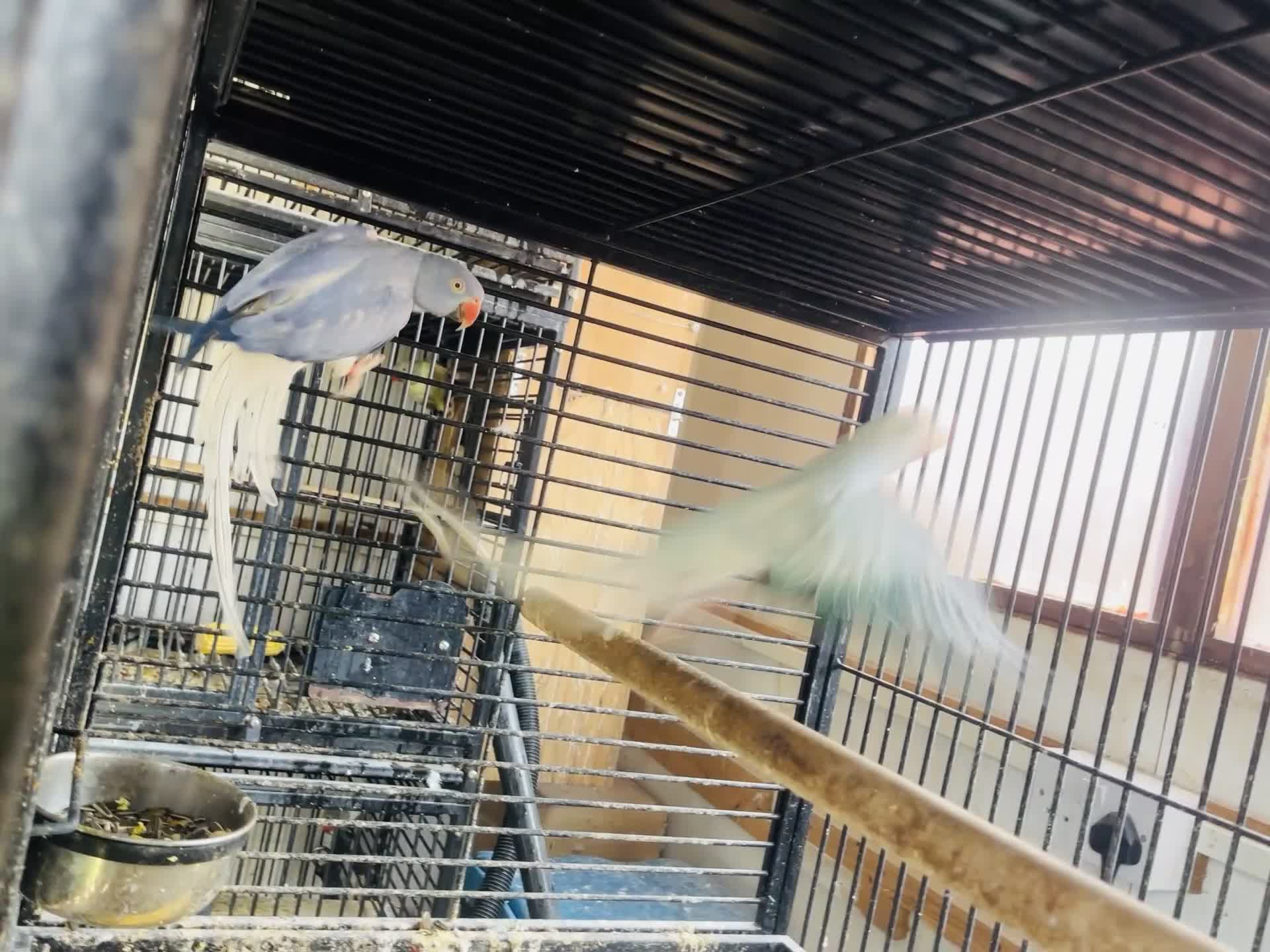 Parakeets birds for sale: Indian Ringneck parrot  - Video 2