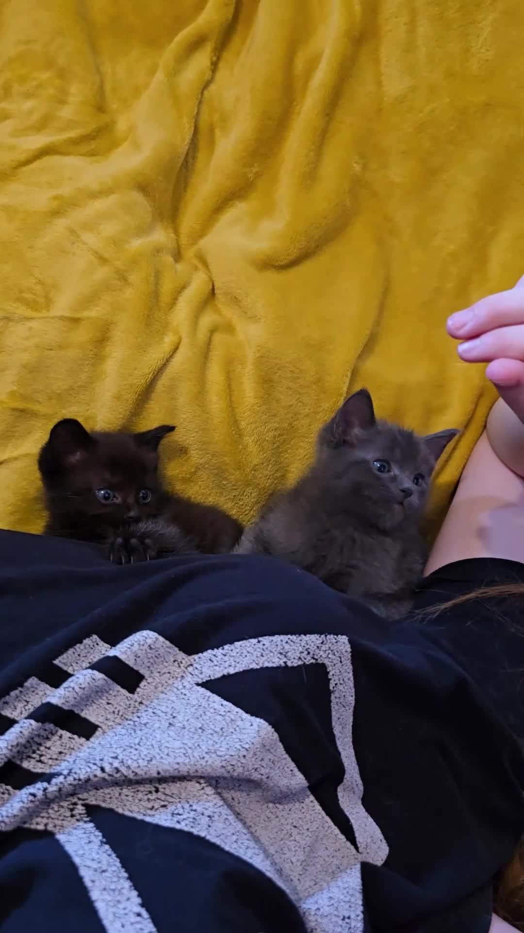 Ragdoll cats for sale: Gorgeous half ragdoll kittens - Video 1
