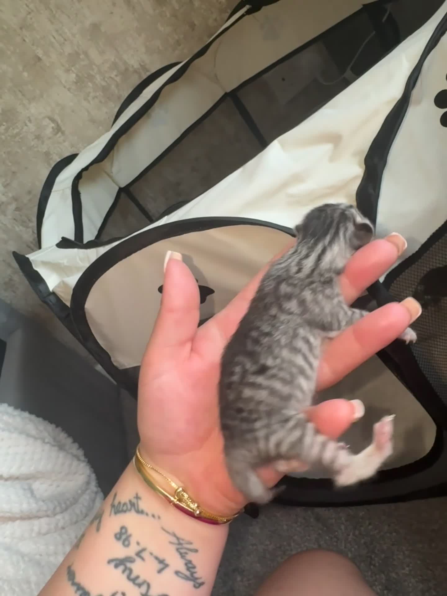 Mixed Breed cats for sale: Russian blue cross bengal tabby kittens - Video 3