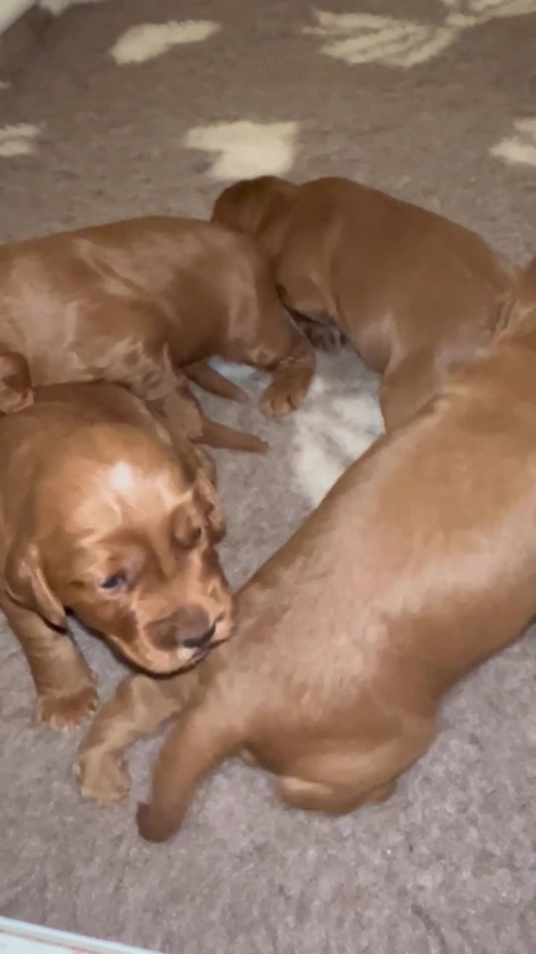 Cockapoo dogs for sale: F1 Cockapoo puppies from health tested parents  - Video 1