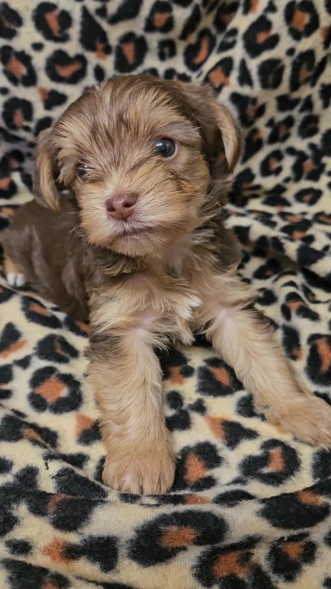 Yorkshire Terrier dogs for sale: 🤎 DNA tested parents 🤎 1 girl, 1 boy - Video 1