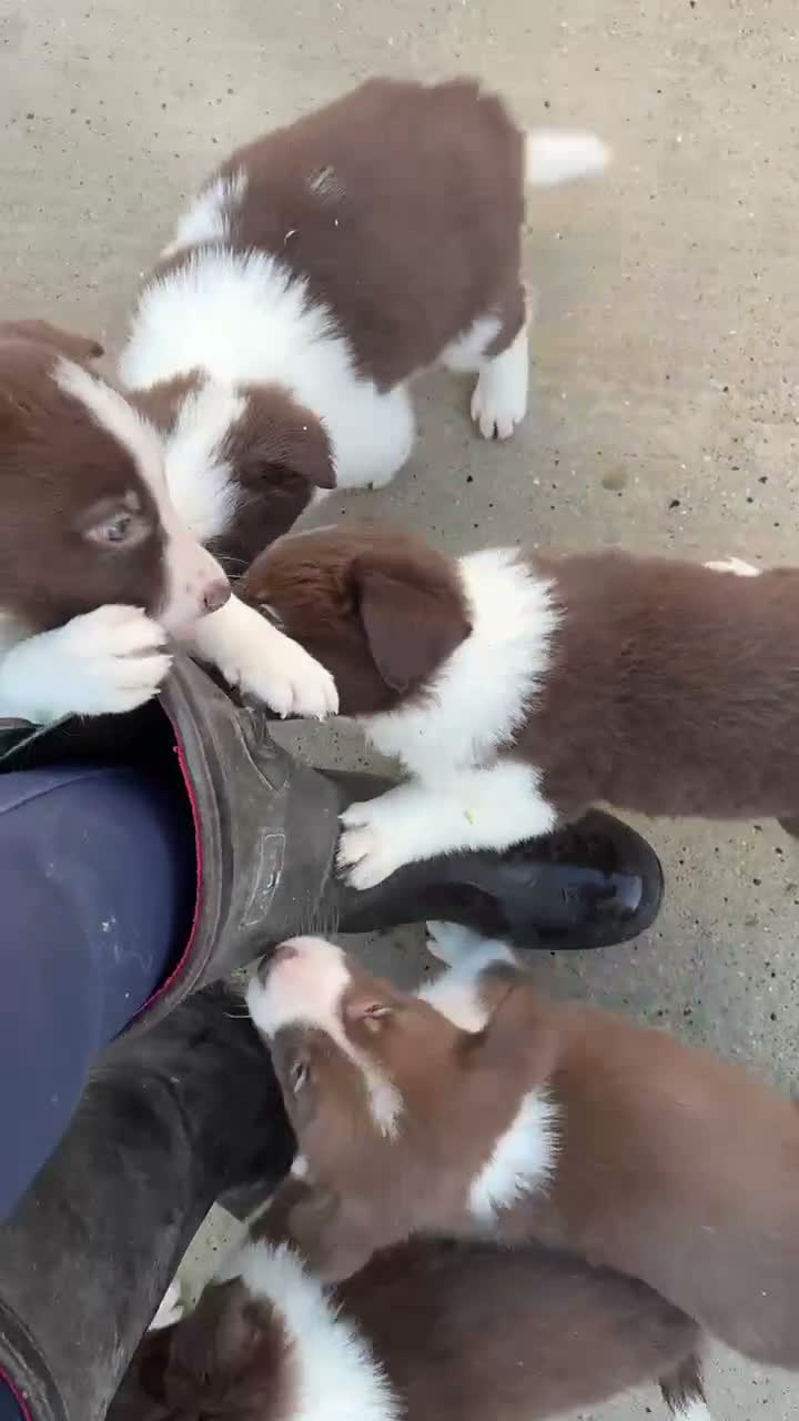 Border Collie dogs for sale: Gorgeous border collie puppies  - Video 1