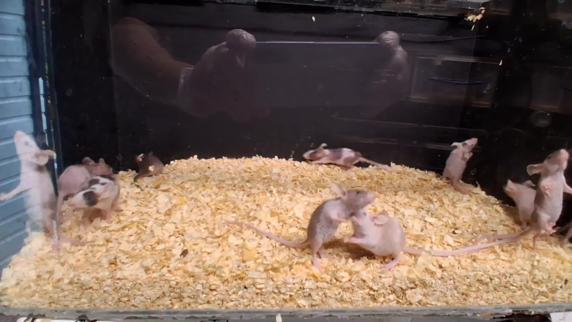 Mouse rodents for sale: Baby Fancy and Hairless Mice Females - Video 1