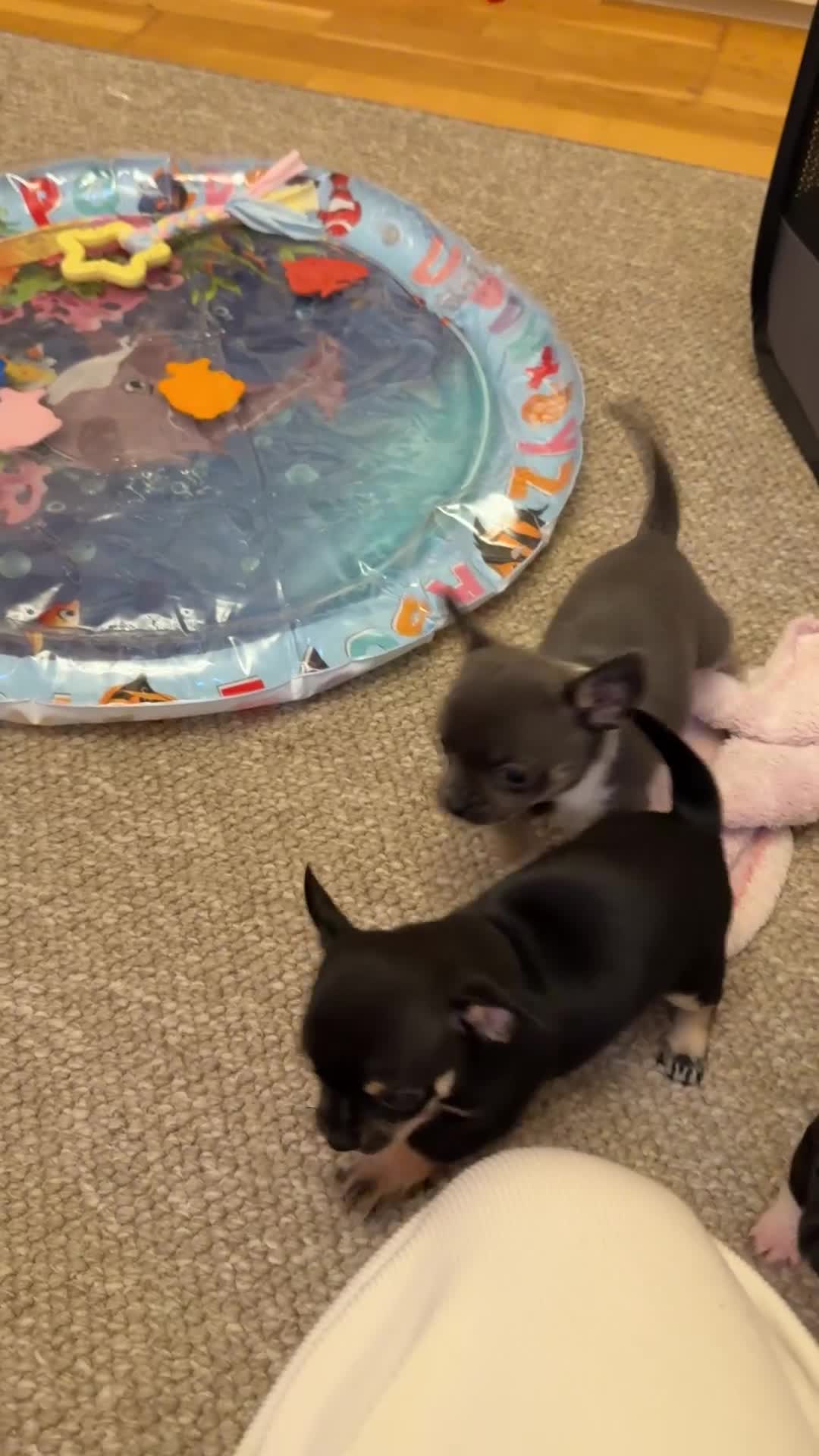 Chihuahua dogs for sale: Rare Grey & White Beauty with Blue-Toned Eyes  - Video 1