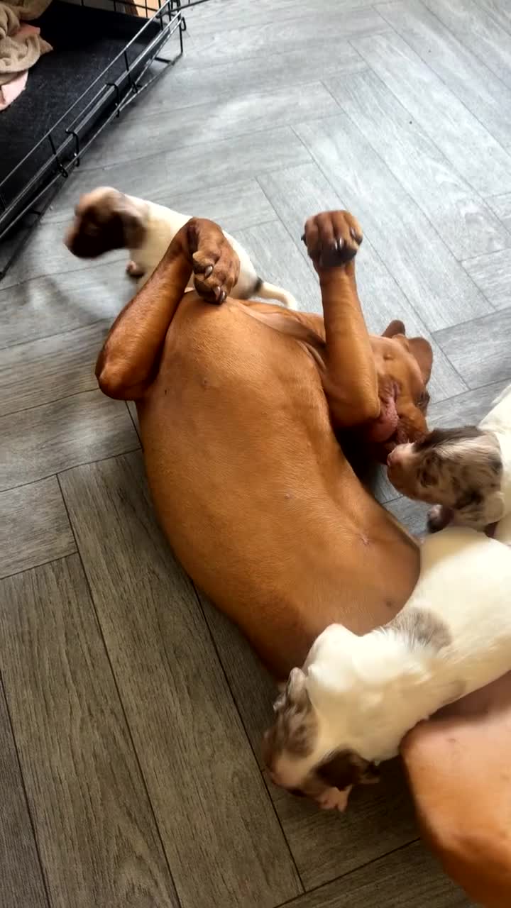 Hungarian Vizsla dogs for sale: Hungarian vizsla  - Video 1