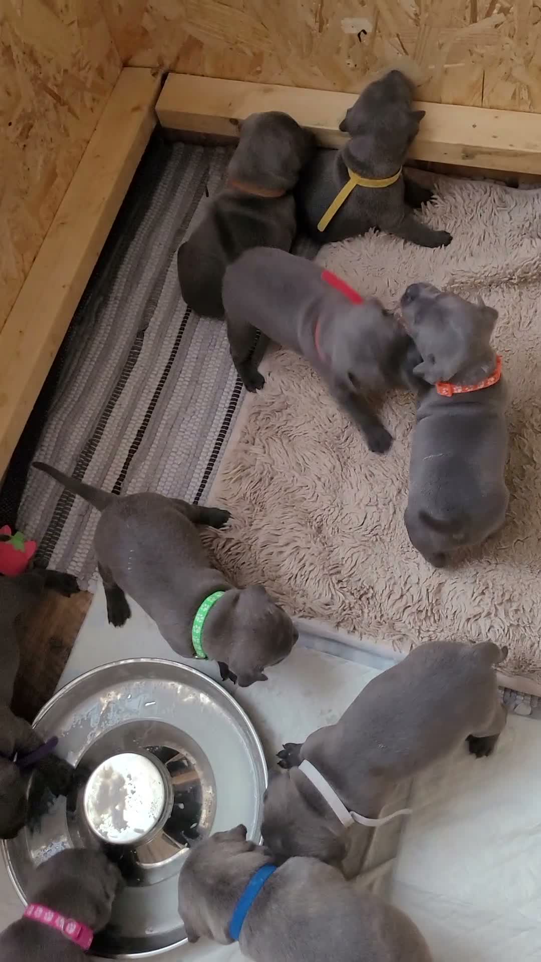 Staffordshire Bull Terrier dogs for sale: I have a beautiful Staffy puppy left.  - Video 3