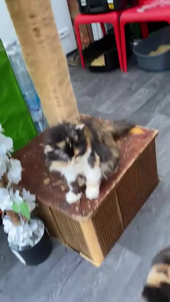 Persian cats for sale: Persian female kitten  - Video 2