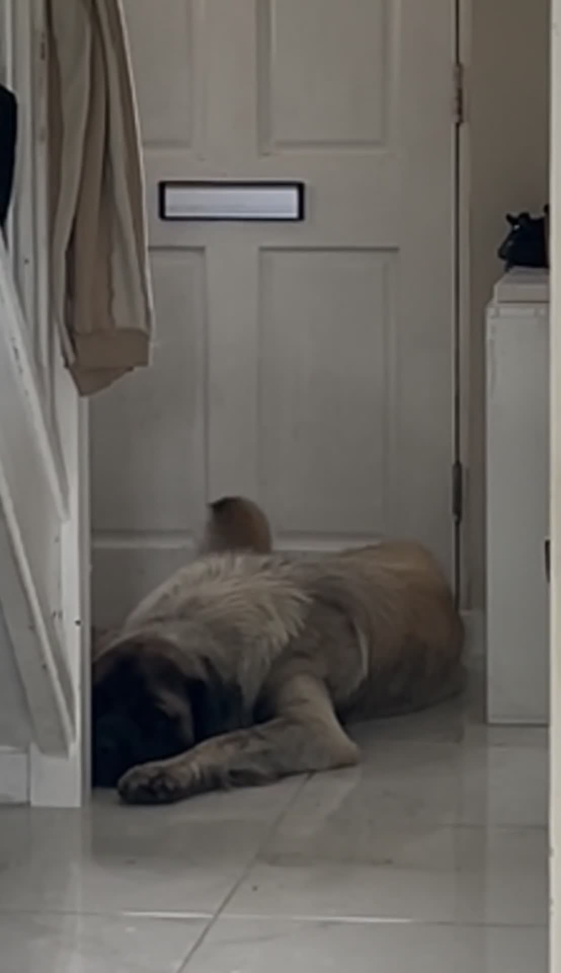 Mastiff dogs for stud: Introducing 🐾HECTOR🐾 FOR STUD ONLY  in Huddersfield - Video 2