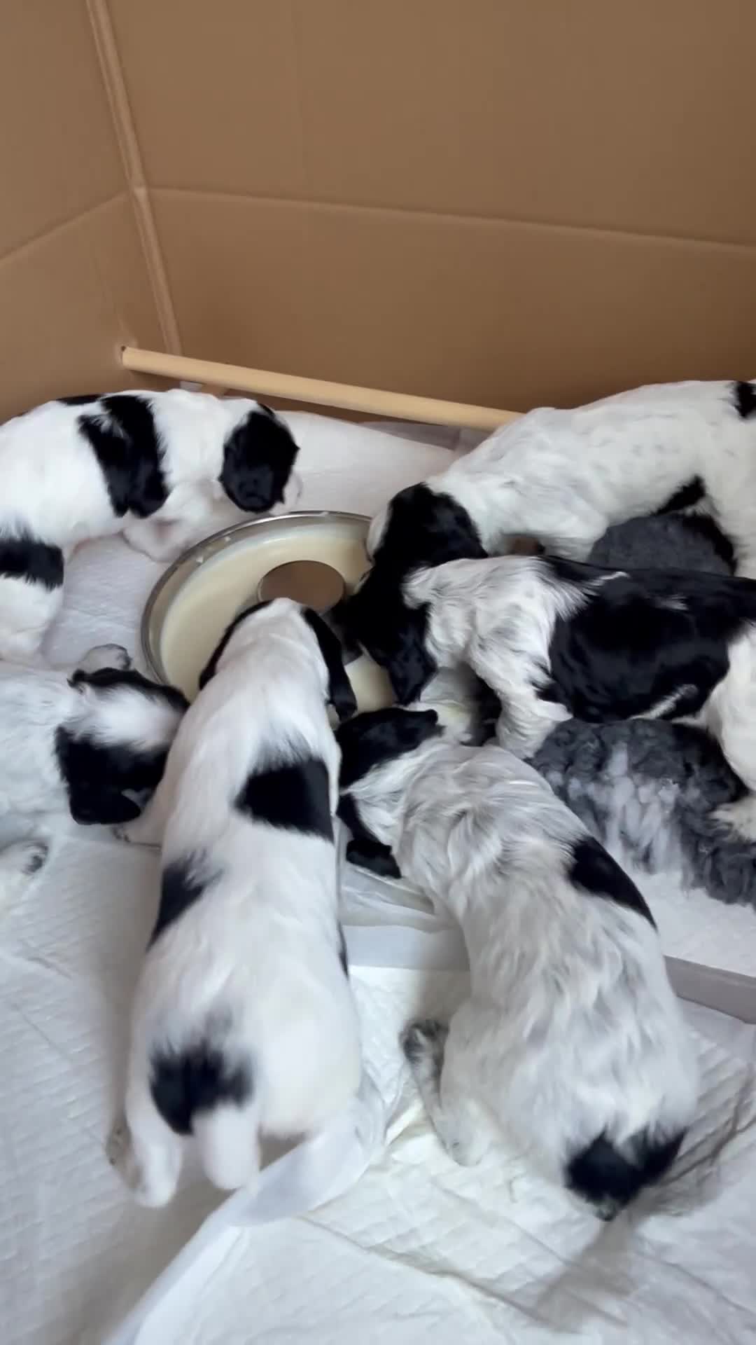 Cocker Spaniel dogs for sale: Exceptional Working Cocker Spaniel Pups–Ready Now! - Video 1