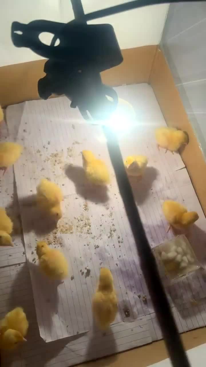Lories birds for sale: Quails - Video 1