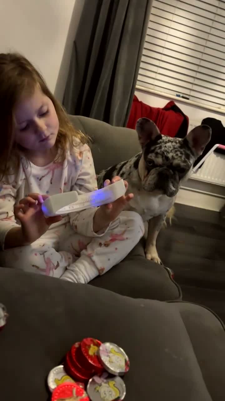 French Bulldog dogs for sale: Lilac merl female French bulldog in Braintree - Video 1