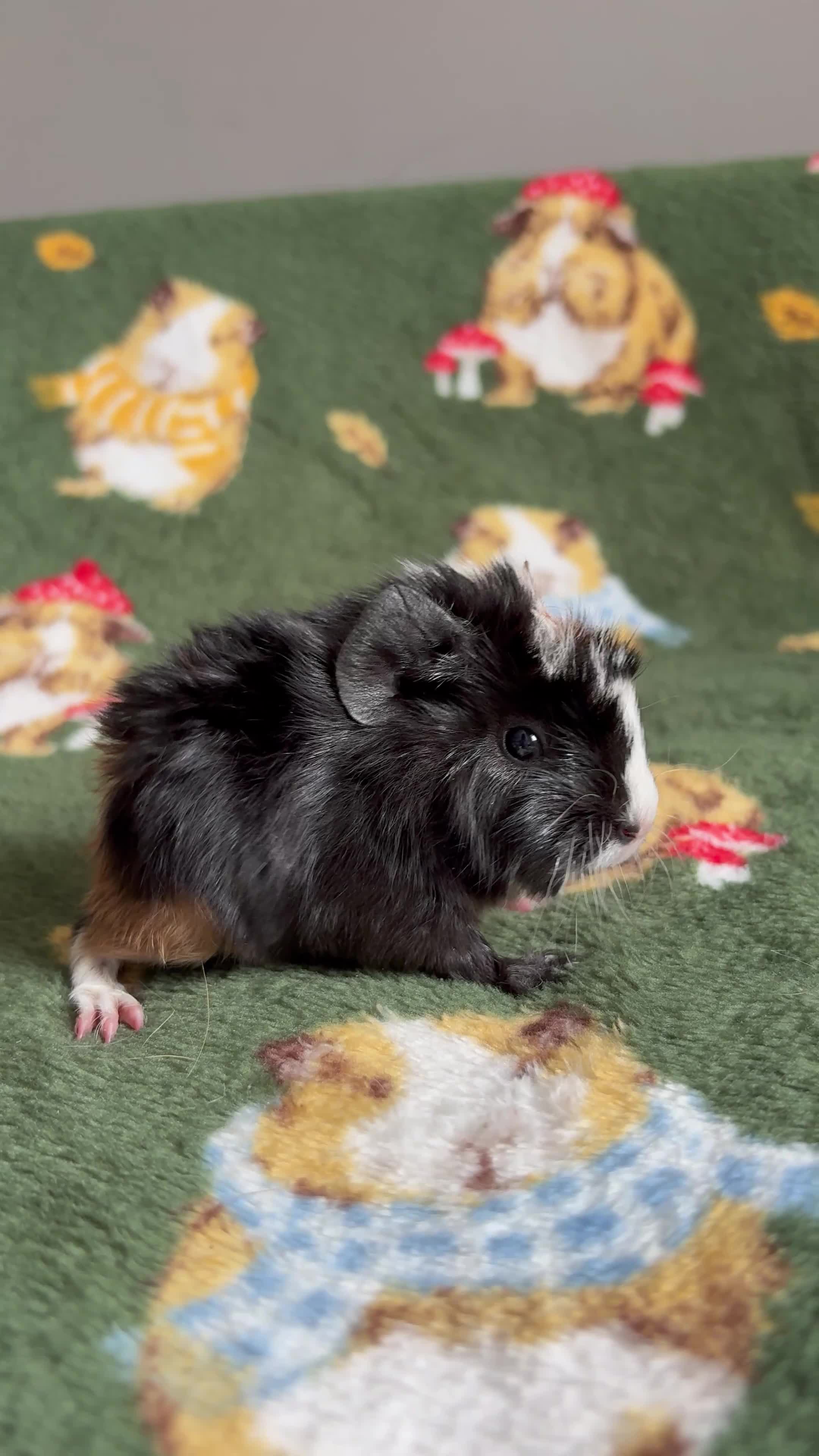 Guinea Pig rodents for sale: Beautiful Guniea pigs for sale Girls & Boys  - Video 1