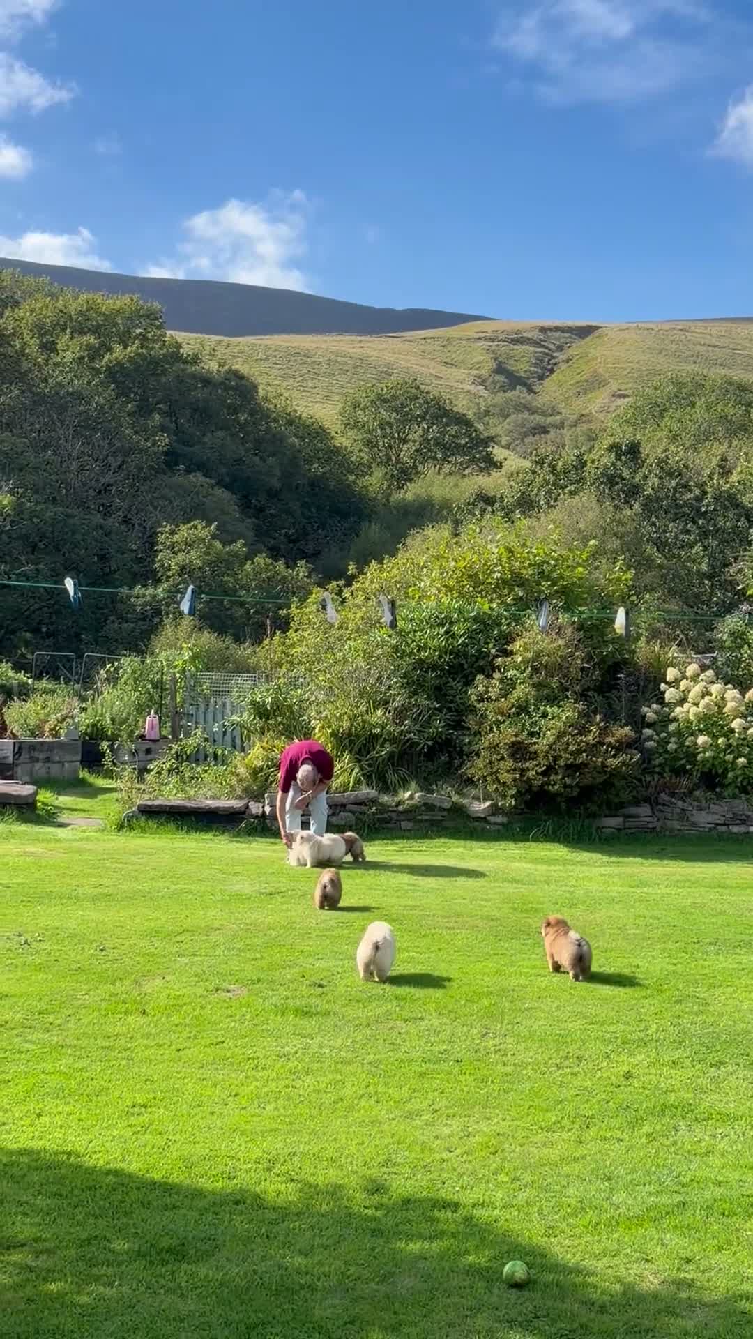 Chow Chow dogs for sale: Cream chow chow puppies - Video 2