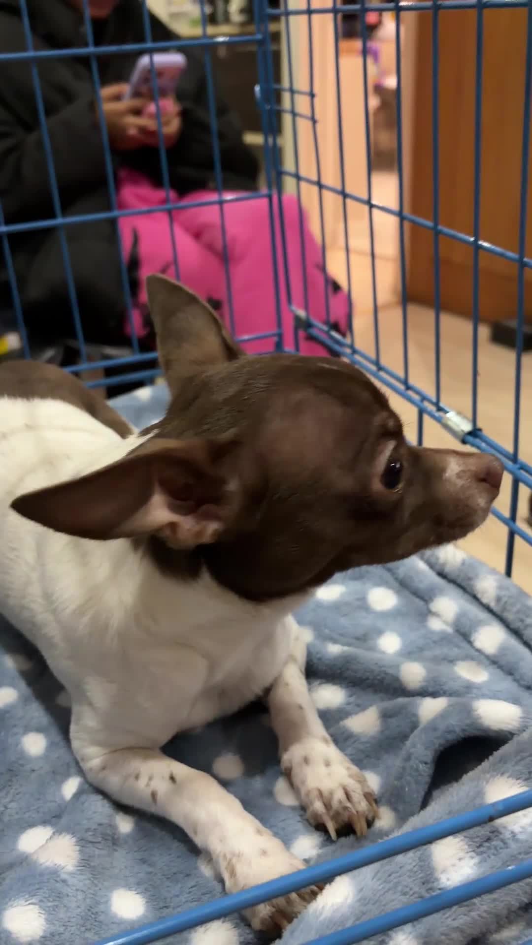 Chihuahua dogs for sale: Pure Breed Chihuahua male - Video 1