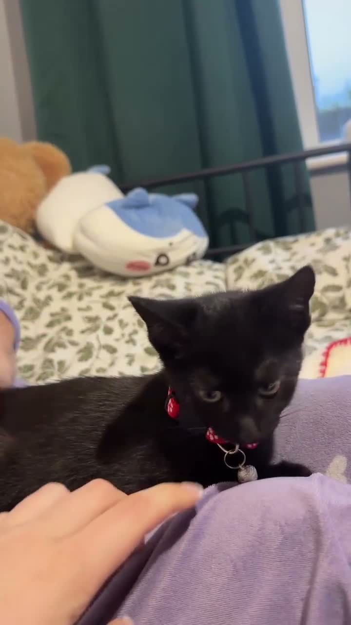 Mixed Breed cats for sale: 3 girls are looking for a home - Video 2