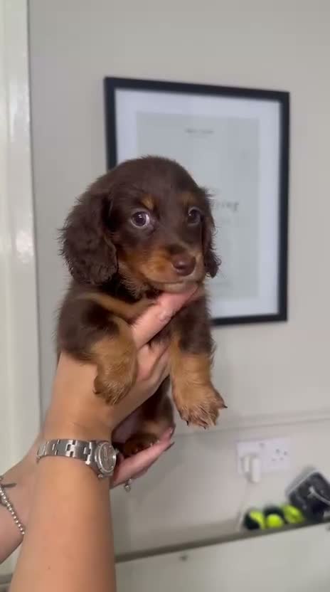 Miniature Dachshund dogs for sale: Longhaired miniature dachshunds💗🩵 - Video 1
