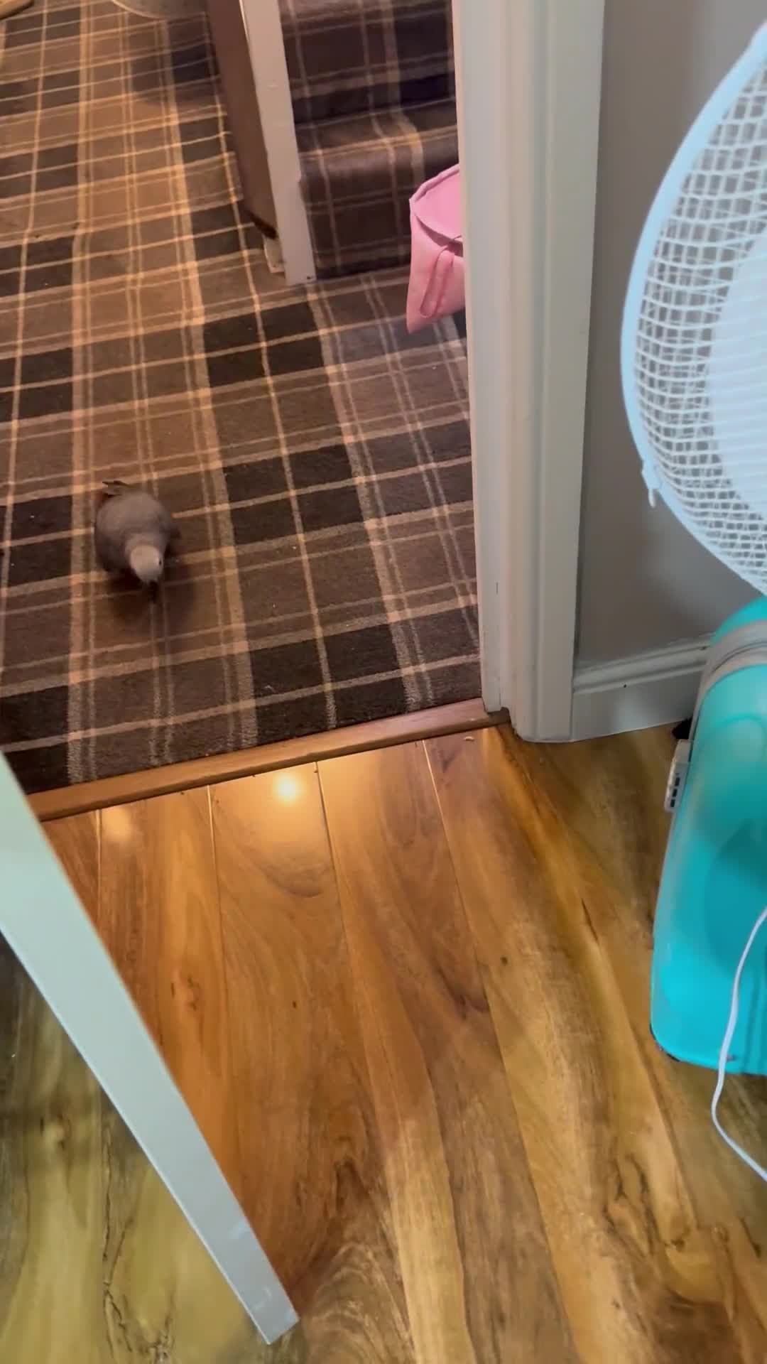 Parrots birds for sale: African grey baby parrot - Video 3