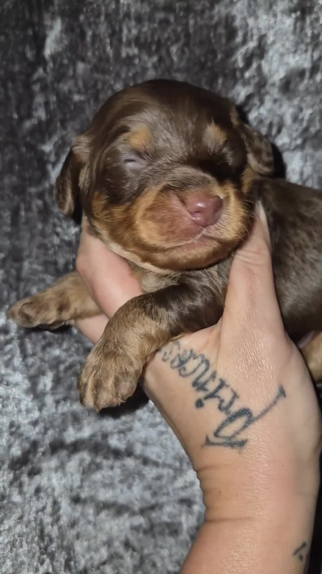 Cockapoo dogs for sale: Teddy cockapoos ready 20th Dec - Video 2