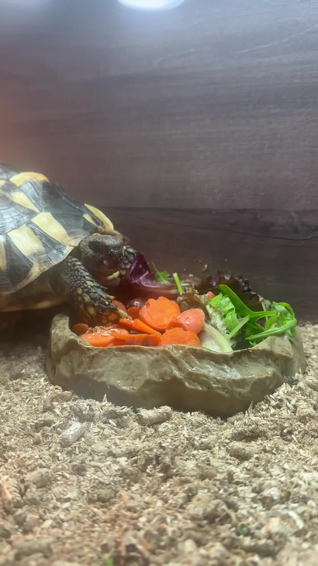 Hermann Tortoise reptiles for sale: Hermann’s with Full Setup (Certificate &Microchip) - Video 3