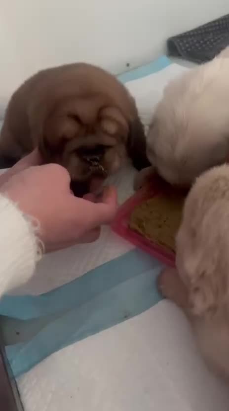 Tibetan Mastiff dogs for sale: Chinese Tibetan mastiff pups  - Video 1