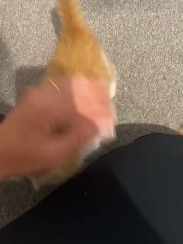 Mixed Breed cats for sale: Ginger, tuxedo and calico kittens - Video 1