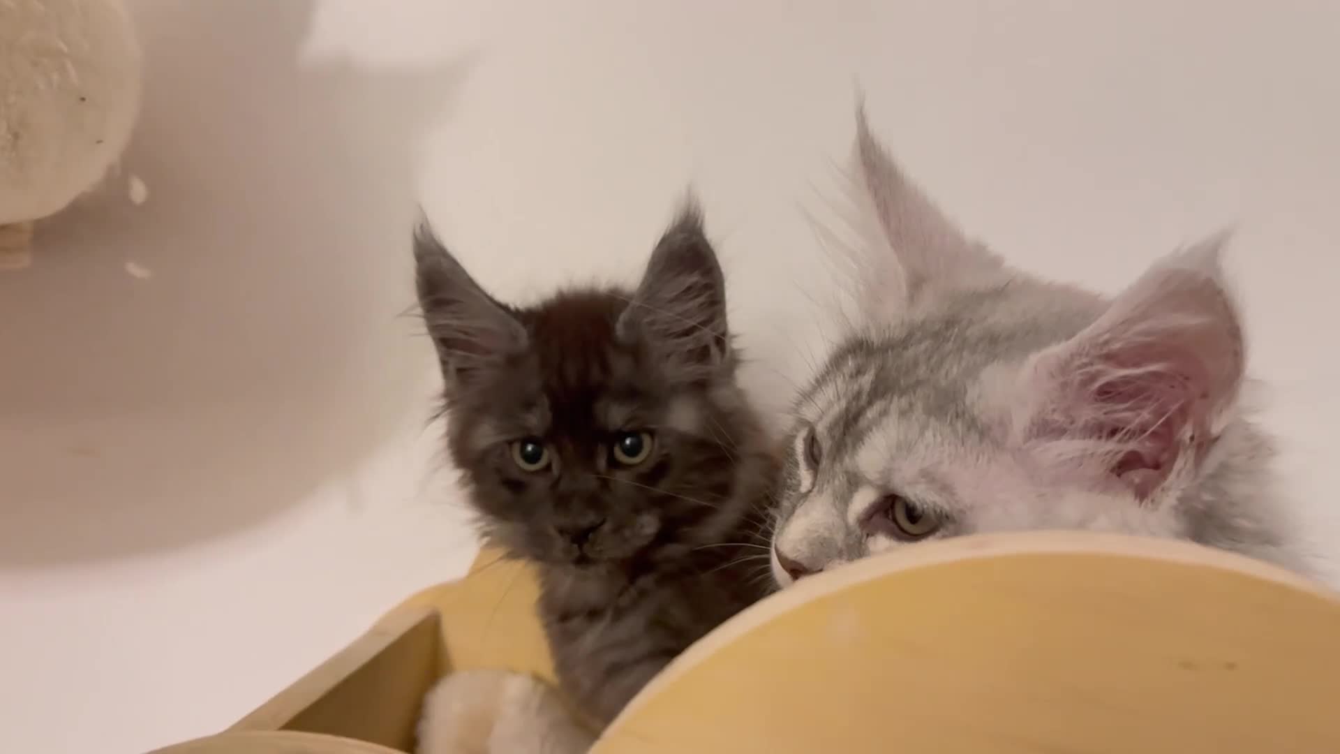 Maine Coon cats for sale: Mainecoon kittens TICA REGISTERED stunning - Video 2