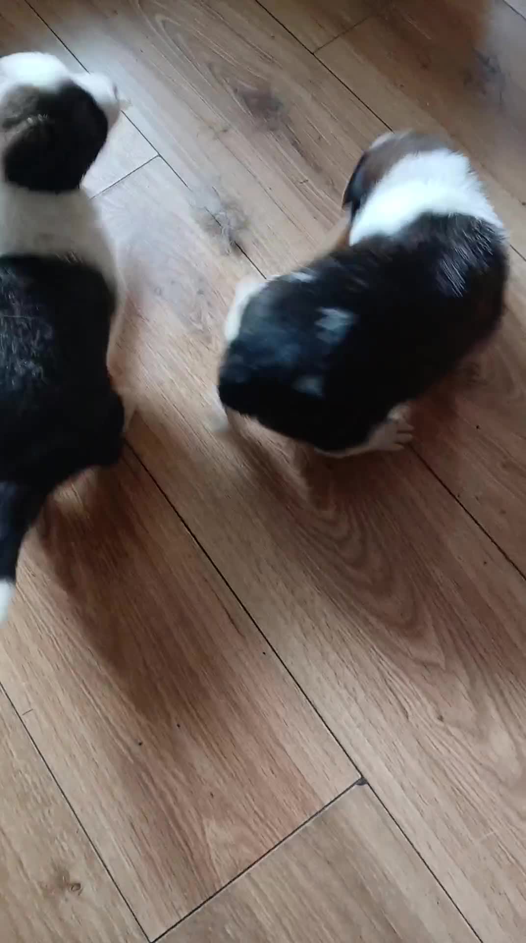 Border Collie dogs for sale: My babies  - Video 3