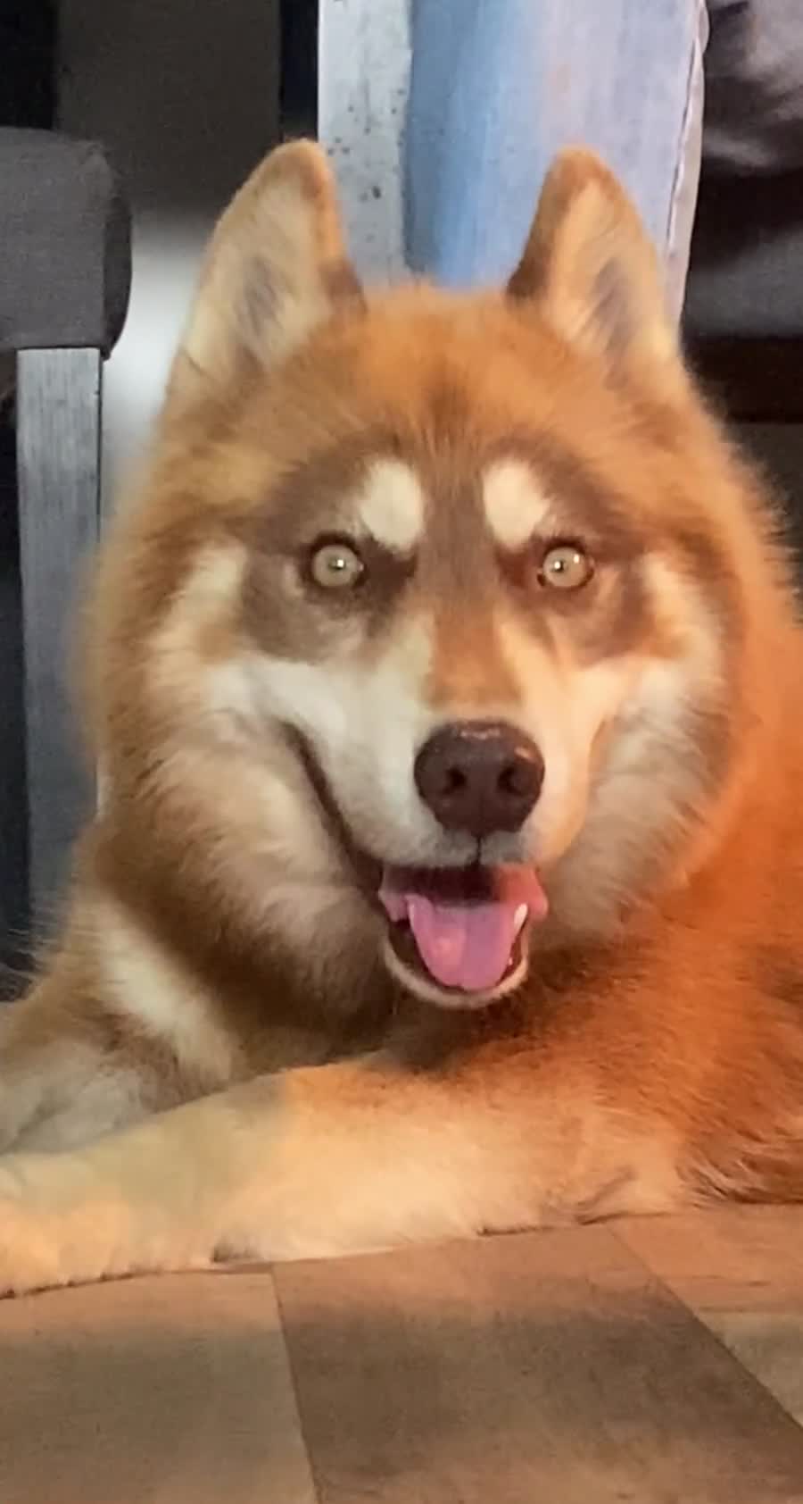 Siberian Husky dogs for stud: Togo PROVEN!! in Warwick - Video 2