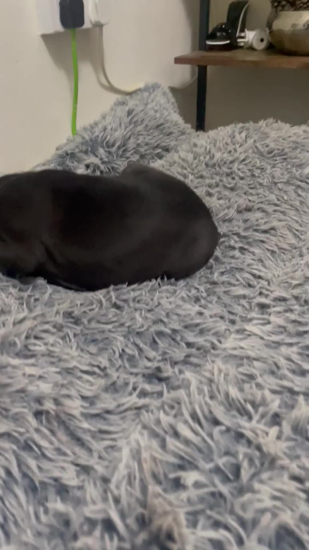 Staffordshire Bull Terrier dogs for sale: Sold  - Video 1