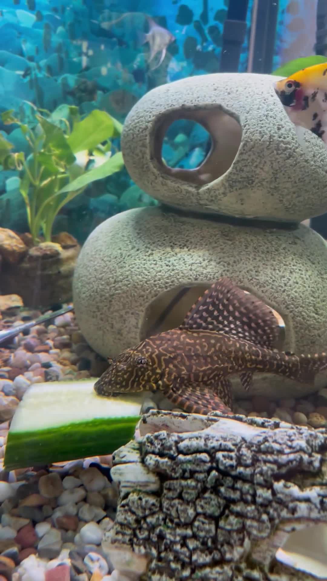 Plecos fish for sale: Leopard Pleco - Video 3