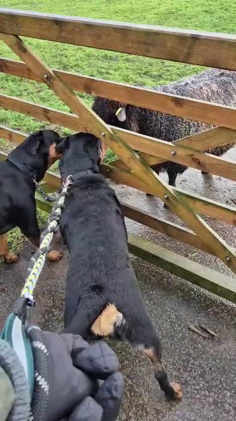 Rottweiler dogs for sale: Strong Traditional Rottweiller Puppies - Video 1