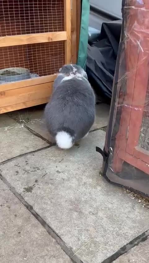 French Lop rabbits for sale: Vaccinated Stunning blue otter butterfly boy  - Video 1