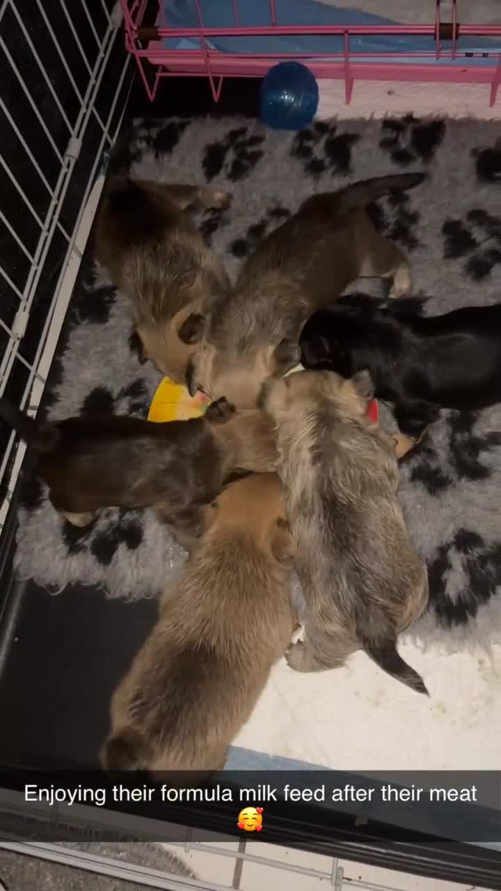 Mixed Breed dogs for sale: 6 beautiful puppies for sale, 3 female and 3 male - Video 4
