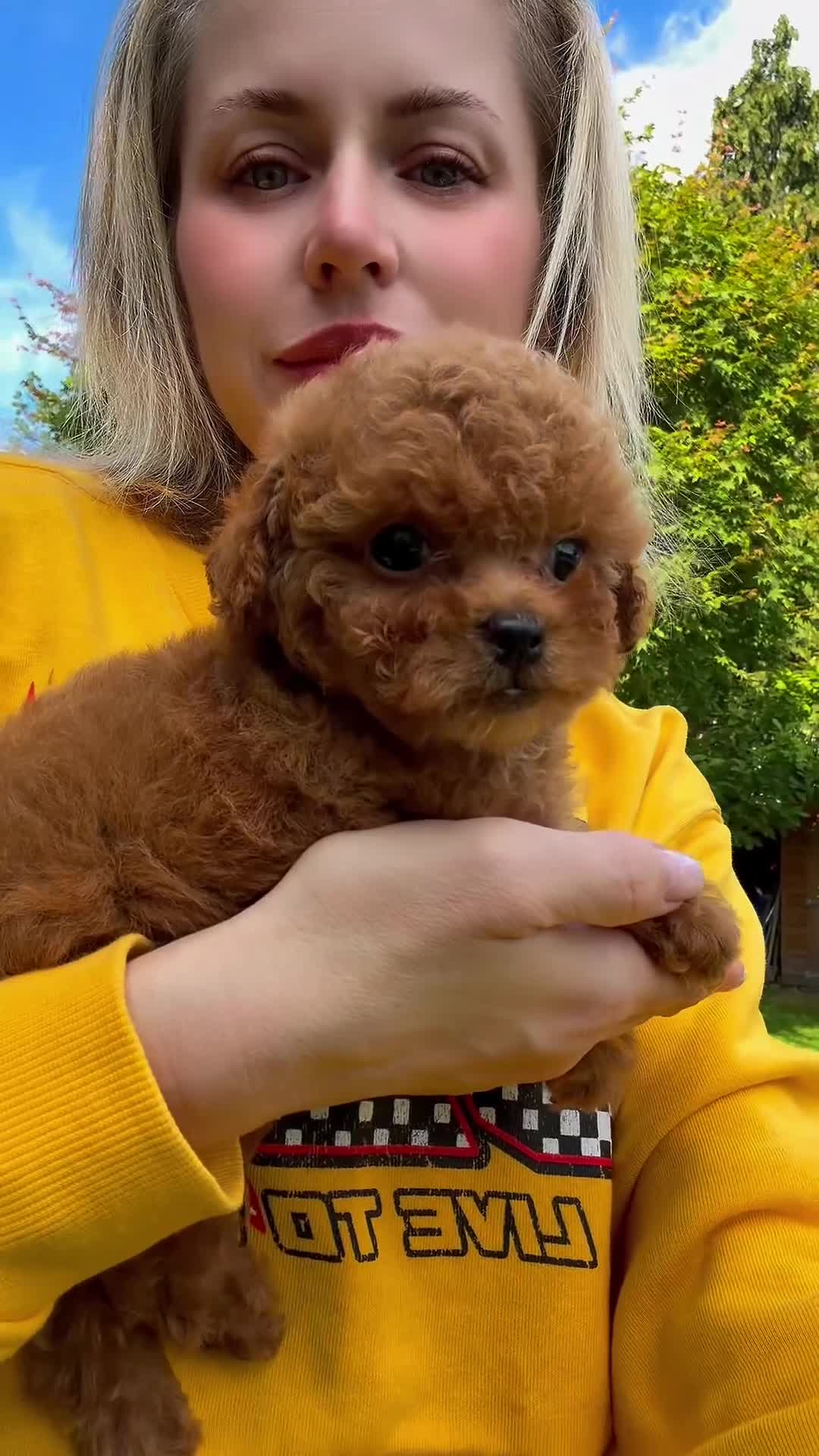 Toy Poodle dogs for sale: Stunning Asian Toy Poodle Puppies – Ready Now 🐾 - Video 2