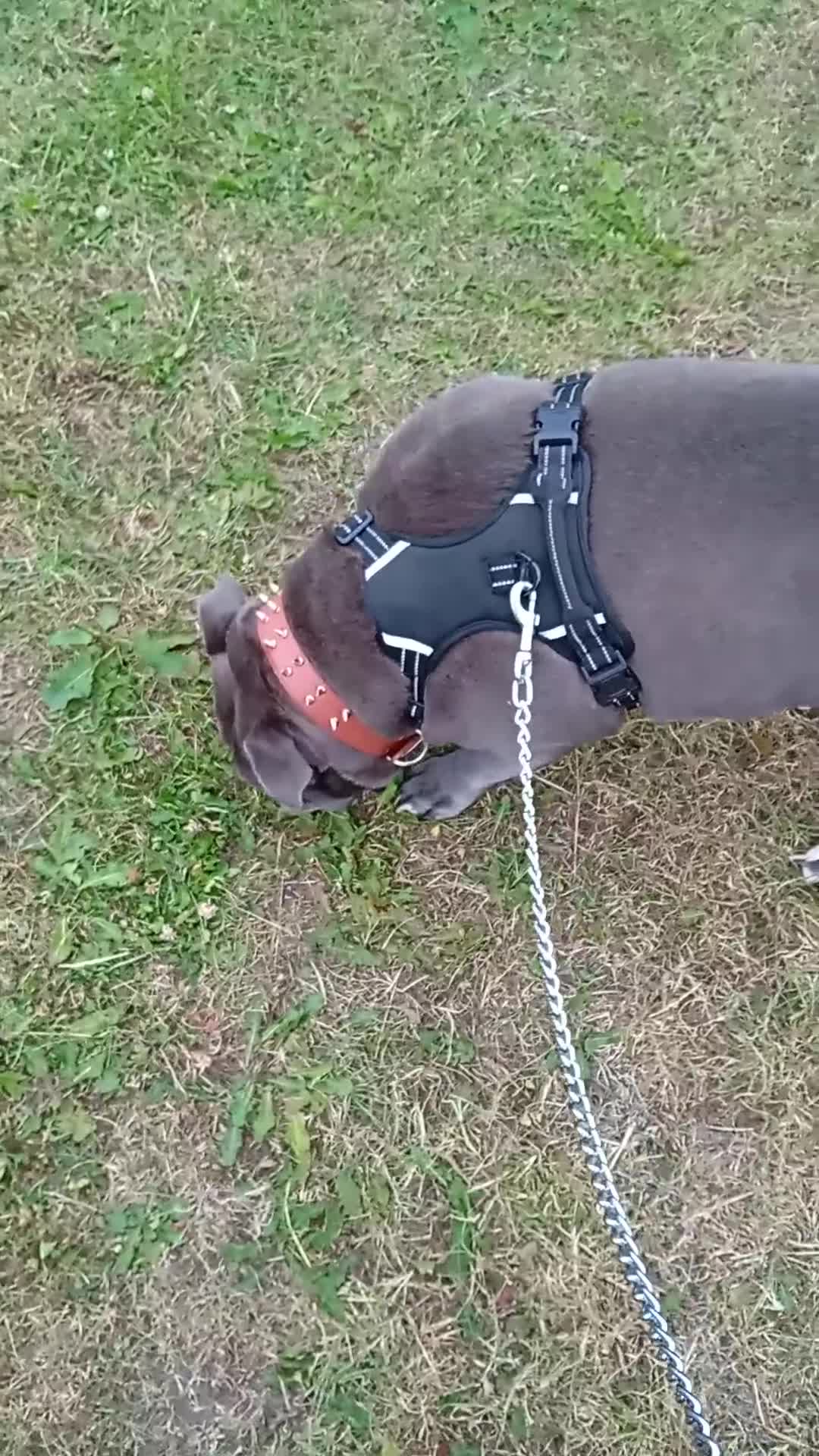 Olde English Bulldogge dogs for sale: Reluctantly for sale in Chester-le-Street - Video 1