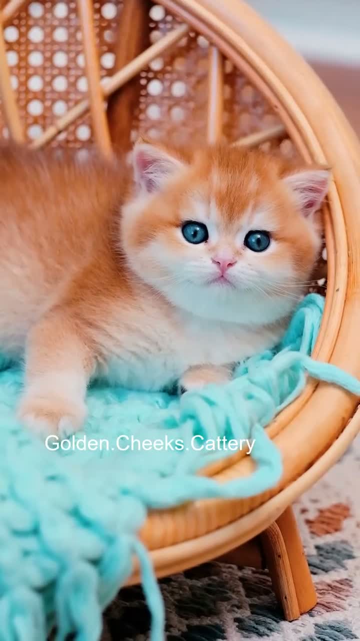 British Shorthair cats for sale: Show Quality British Shorthair Kittens - Video 1