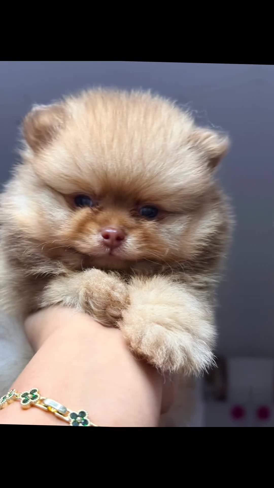 Pomeranian dogs for sale: 🧸 Exceptional Teddy Bear Boys  Rare Colours👑 - Video 3