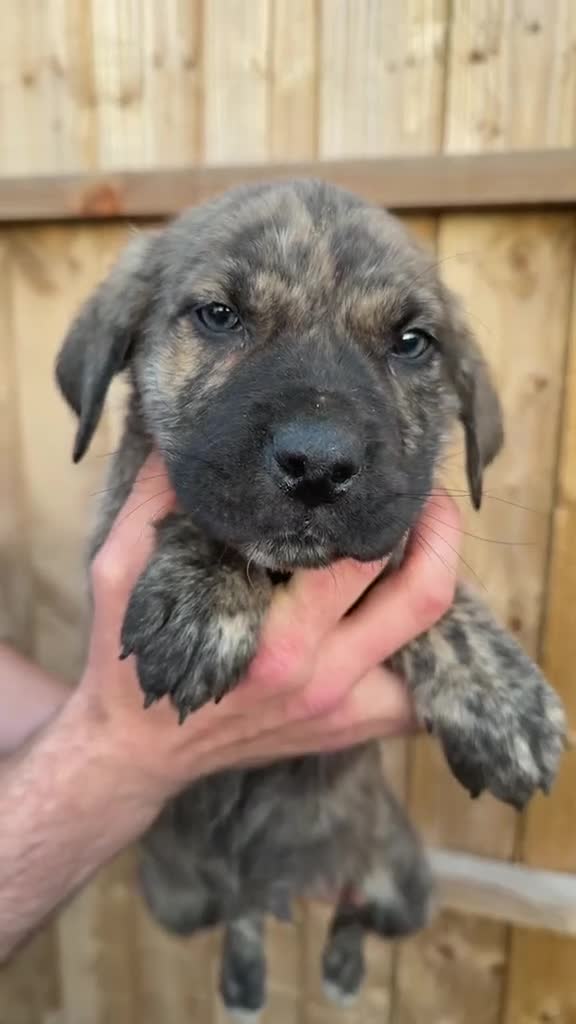 Mixed Breed dogs for sale: Lovely brindle boy for sale  in Poole - Video 1