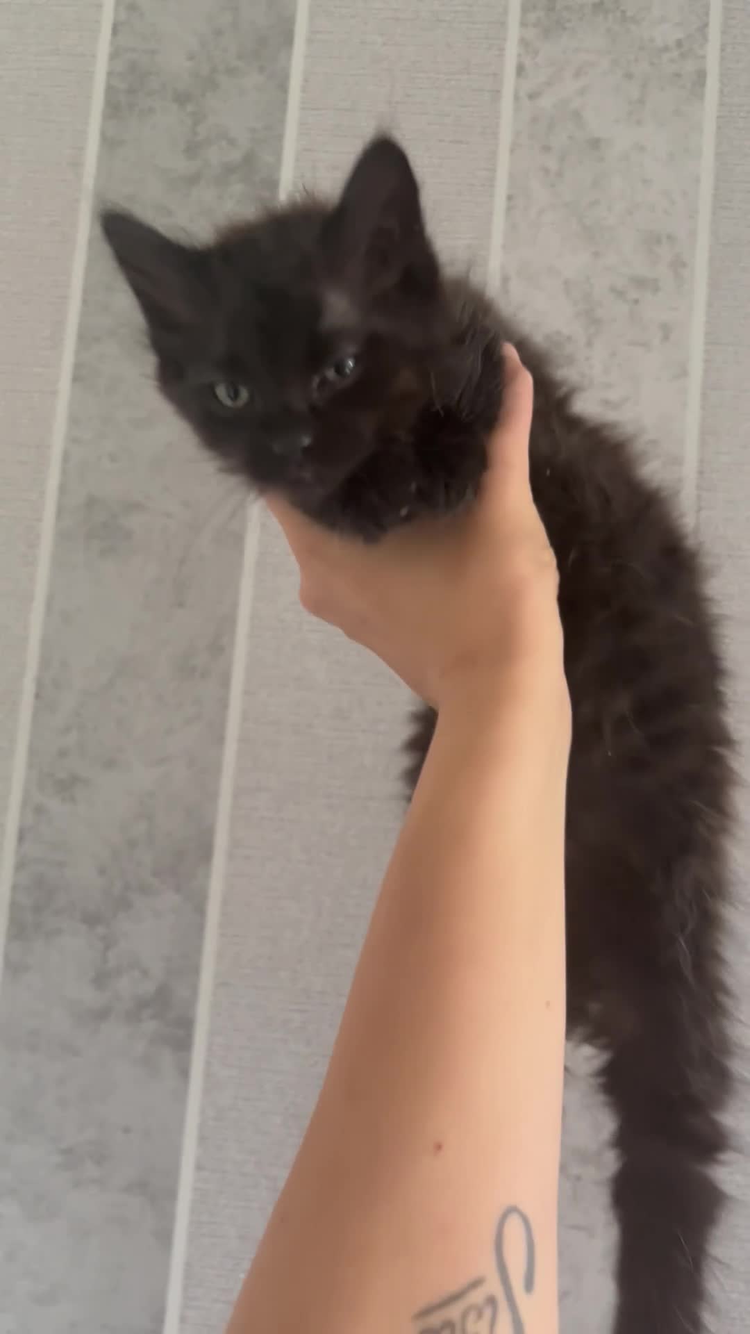 Ragdoll cats for sale: Last boy ragdoll x Maine coon kittens  - Video 2