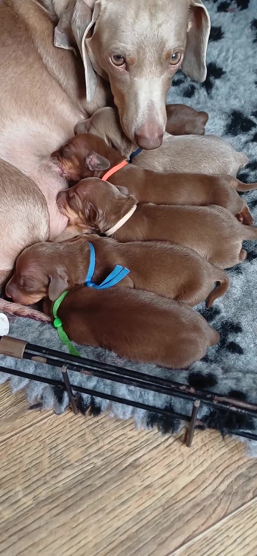 Miniature Dachshund dogs for sale: OUtSTANDING KC REGISTERED MINATURE DACHUNDS - Video 1