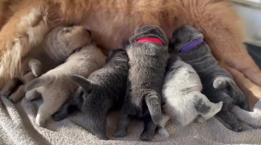 Chow Chow dogs for stud: Rare Smooth Coat Blue Merle for Stud - Video 2