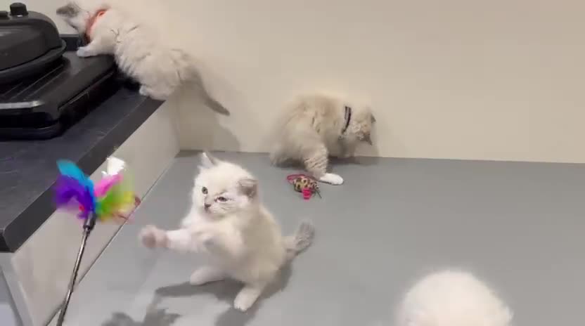 Ragdoll cats for sale: Adorable Pure Ragdoll Kittens - Video 3