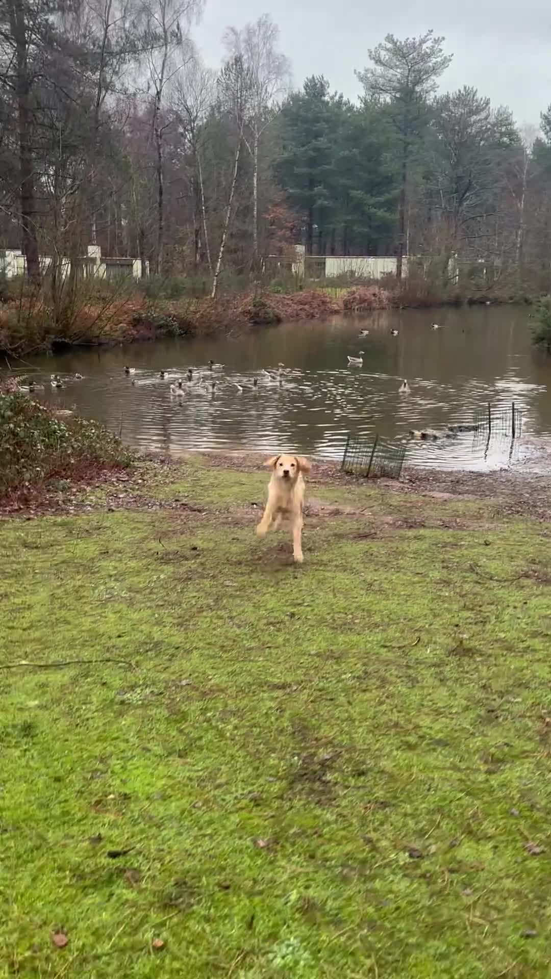 Labradoodle dogs for sale: Adorable male labradoodle  - Video 1