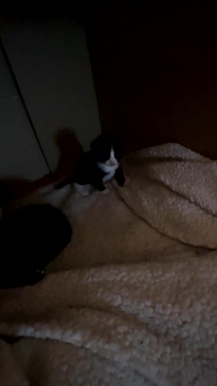Mixed Breed cats for sale: Family/4 kittens and cat  - Video 1