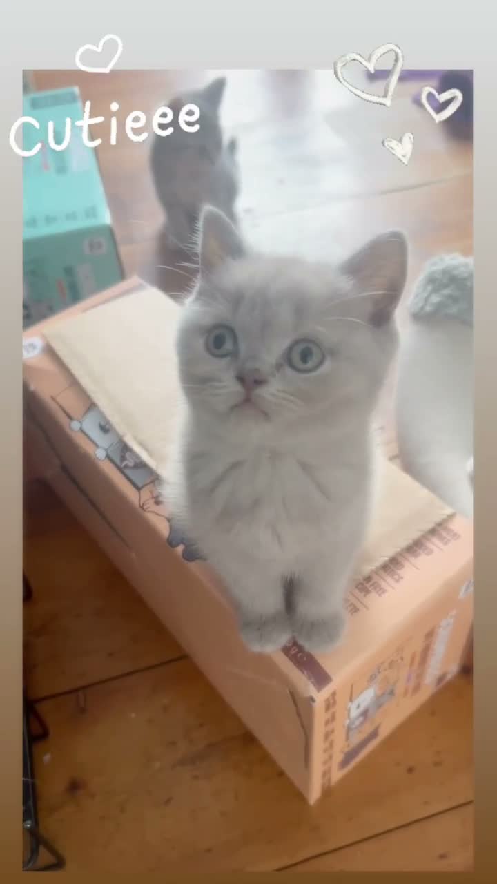 British Shorthair cats for sale: Beautiful GCCF kittens - Ready Now  - Video 1