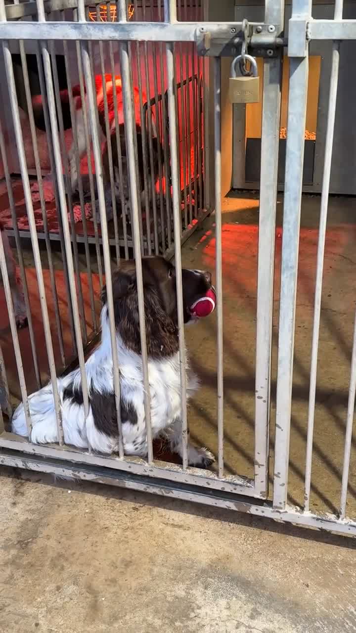 English Springer Spaniel dogs for sale: KC REG English Springer Spaniel - Video 1