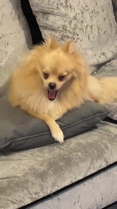 Pomchi dogs for sale: Girl pom - Video 1